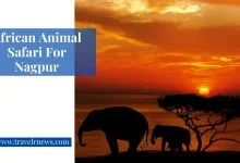 African Animal Safari For Nagpur - Travelrnews